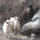 Pashmina goats, Ladakh, India