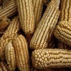 Maize cobs in Zambia
