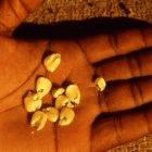 Maize damaged by insects in Zambia