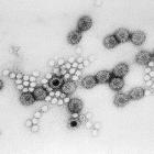 Rotavirus can cause vomiting, fever and diarrhoea