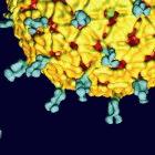 3D rendering of rotavirus, with protruding surface proteins (blue)