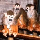 Monkeys used in research on a malaria vaccine