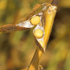 Soybean