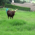 a farmer looking after cattle
