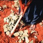 The handle of this farm tool (<i>kodali</i>) is covered in foam to protect hands affected by leprosy from damage and infection