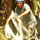 La fibra de abacá podría emplearse para fabricar pañales desechables