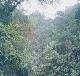 Típico paisaje de selva tropical en Perú