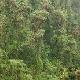 Ancient trees in the Amistad region of Costa Rica