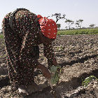 A farmer in Africa