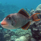 A fish in the Pacific