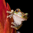 A frog