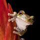 A frog