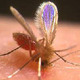 A sand fly