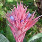 <i>Aechmea fasciata</i>, Petrópolis, Brasil