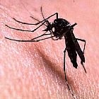 Aedes aegypti