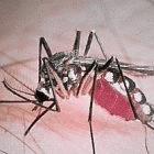 Mass treatment could wipe out malaria