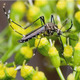 Aedes Aegypti mosquito Aedes Aegypti mosquito