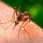 Aedes mosquito
