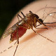 <i>Aedes</i> mosquito