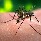 Mosquito transmisor del dengue