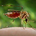Hembra de mosquito Aedes aegypti