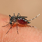 <i>Aedes aegypti</i>