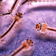 Aedes aegypti mosquito larvae