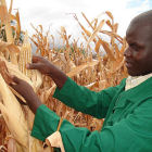 Researcher harvests maize