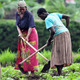 African farmers working in a field African farmers working in a field