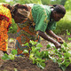 African farmers