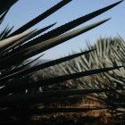 Crop of blue agave in Tequila, Jalisco, Mexico