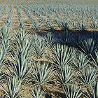 Agave