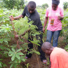 Agroforestry in Cameroon