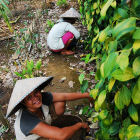 Agroforestry in Indonesia Agroforestry in Indonesia
