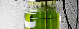 Algae grown in a laboratory - Flickr/kaibara87