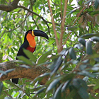 Fauna amazónica