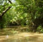 Amazon rainforest