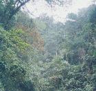 Típico paisaje de selva tropical en Perú