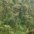 Ancient trees in the Amistad region of Costa Rica
