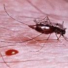 The Anopheles gambiae mosquito transmits the malaria parasite to humans through its bites