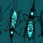 Glow in the dark mosquitoes