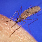 Anopheles gambiae