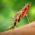 Anopheles albimanus 