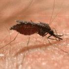 Both studies found that deforestation increases the risk of malaria transmission