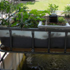 Plants cultivated in water