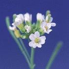 The 'erecta' gene in <I>Arabidopsis</I> could play a key role in developing drought-resistant crops, say researchers