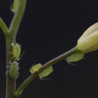 Aphids on an Arabidopsis plant