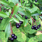 Tree with berries