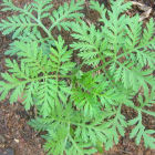 Artemisia annua plant