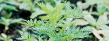 Artemisia annua by Flickr/scamperdale